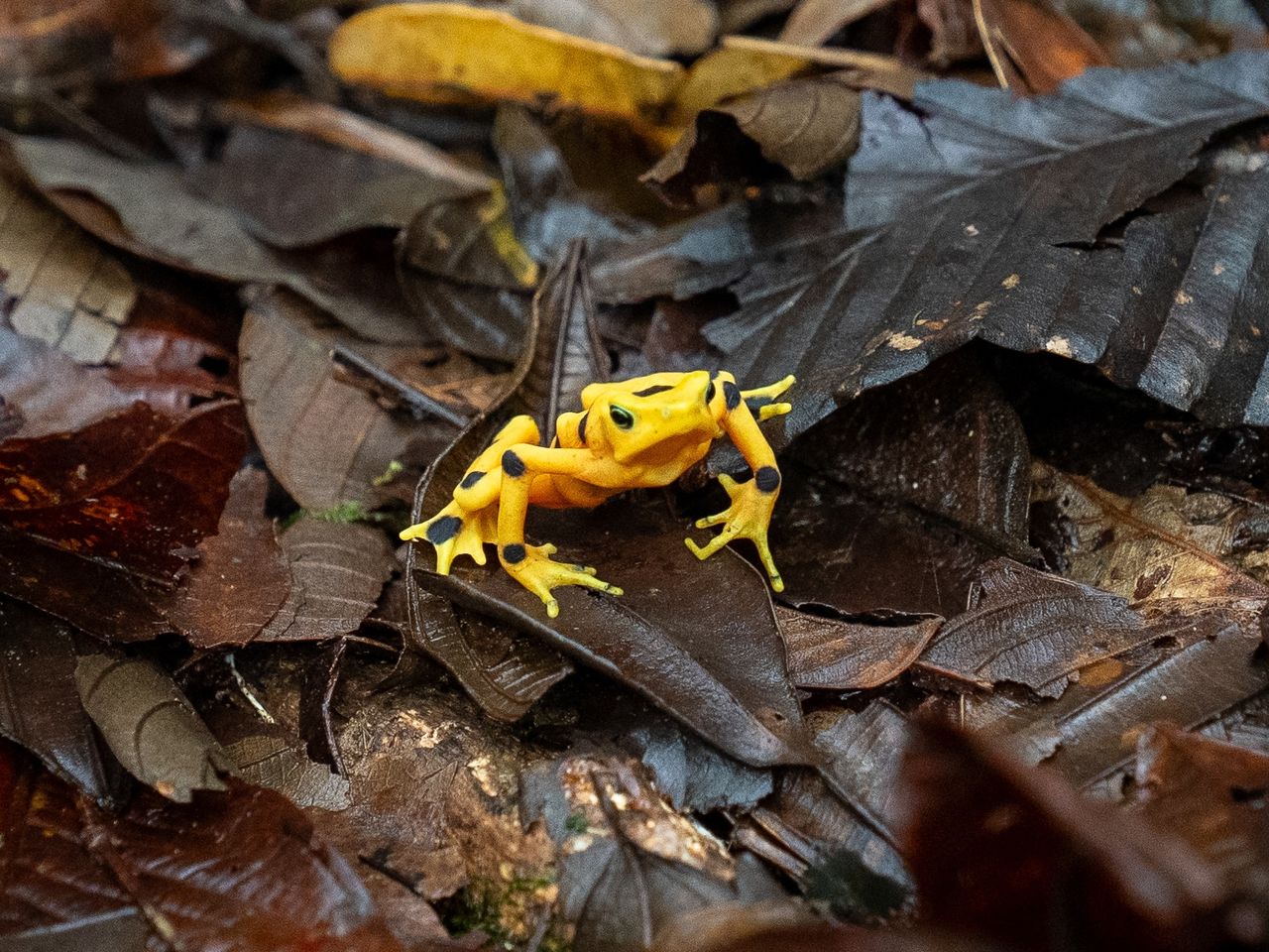 Smithsonian's Panama Amphibian Rescue and Conservation Project