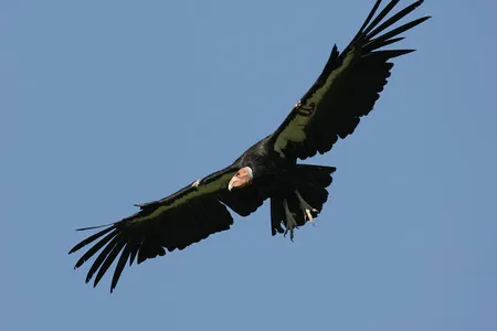 California condors are attracted to shiny things and sometimes ingest wrappers, coins and padlock keys.