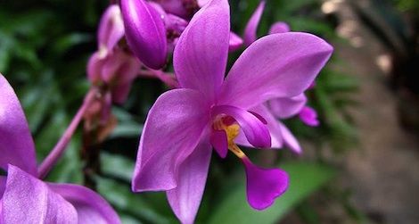 Orchids of Latin America Family Day