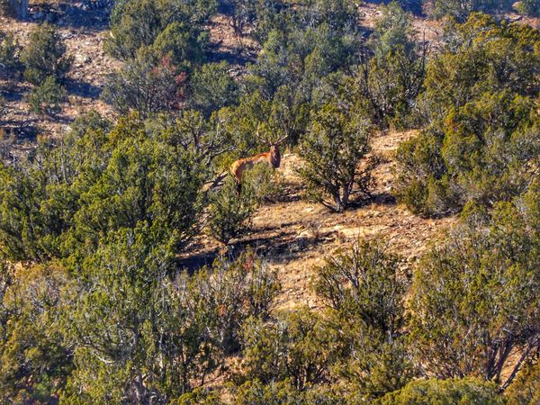 Stoic bull elk across canyon thumbnail