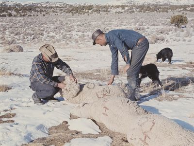 View of two farmers checking the corpses of dead sheep on a farm ranch near the Dugway Proving Ground in Utah.