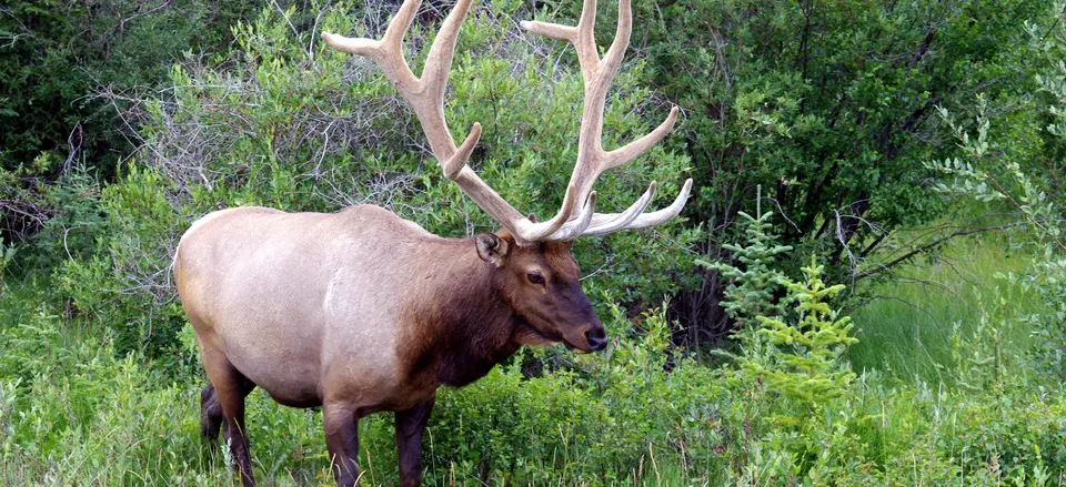  Bull elk in Jasper National Park 