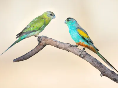 A female (left) and male (right) golden-shouldered parrot