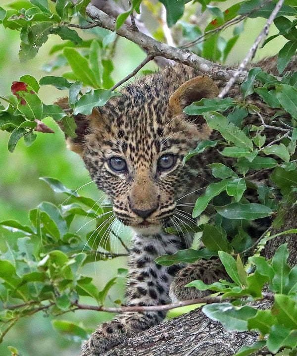 Leopard Cub hiding! thumbnail