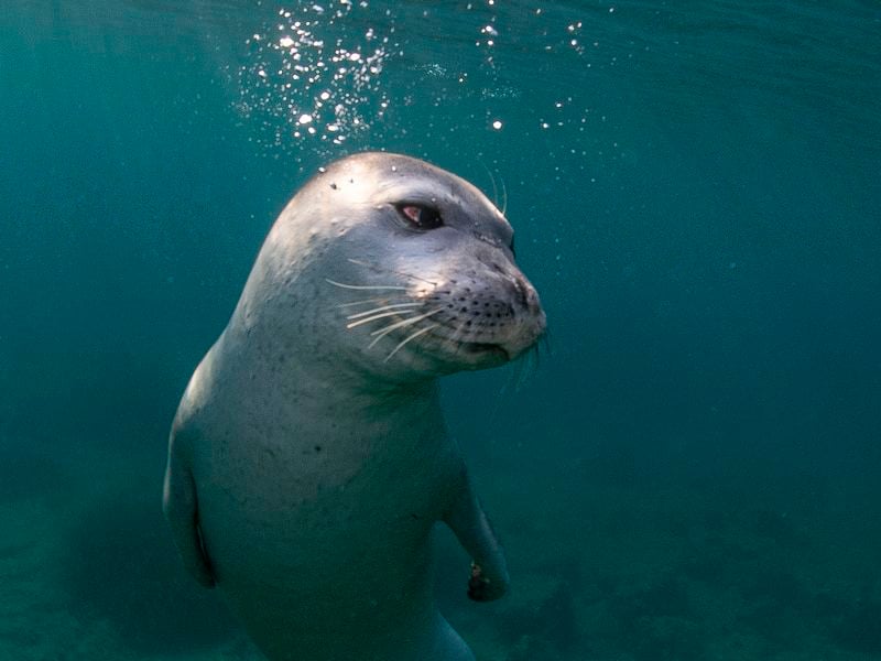 Mediterranean Monk Seal | Smithsonian Photo Contest | Smithsonian Magazine