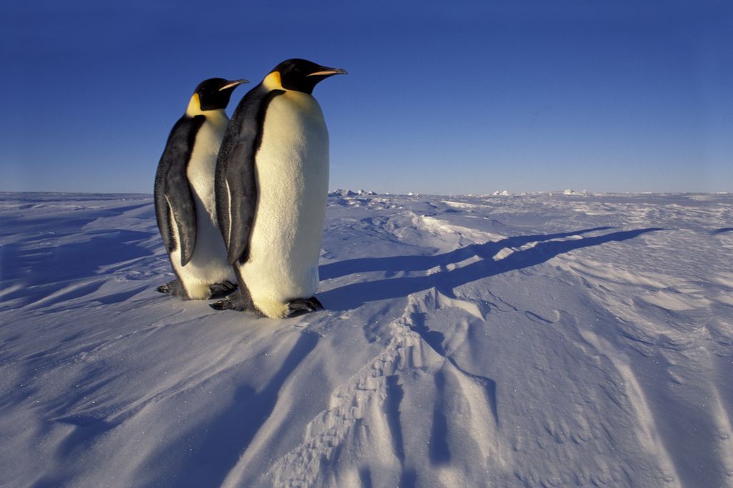 Two Emperor penguins standing on ice
