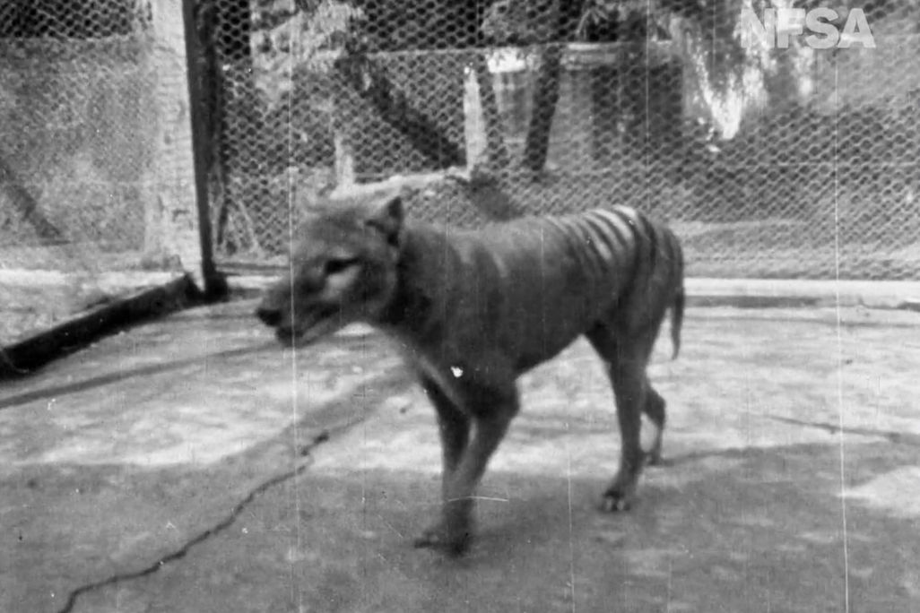 Thylacine