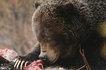 The grizzly bear, known as No. 122, eating the corpse of a black bear.
