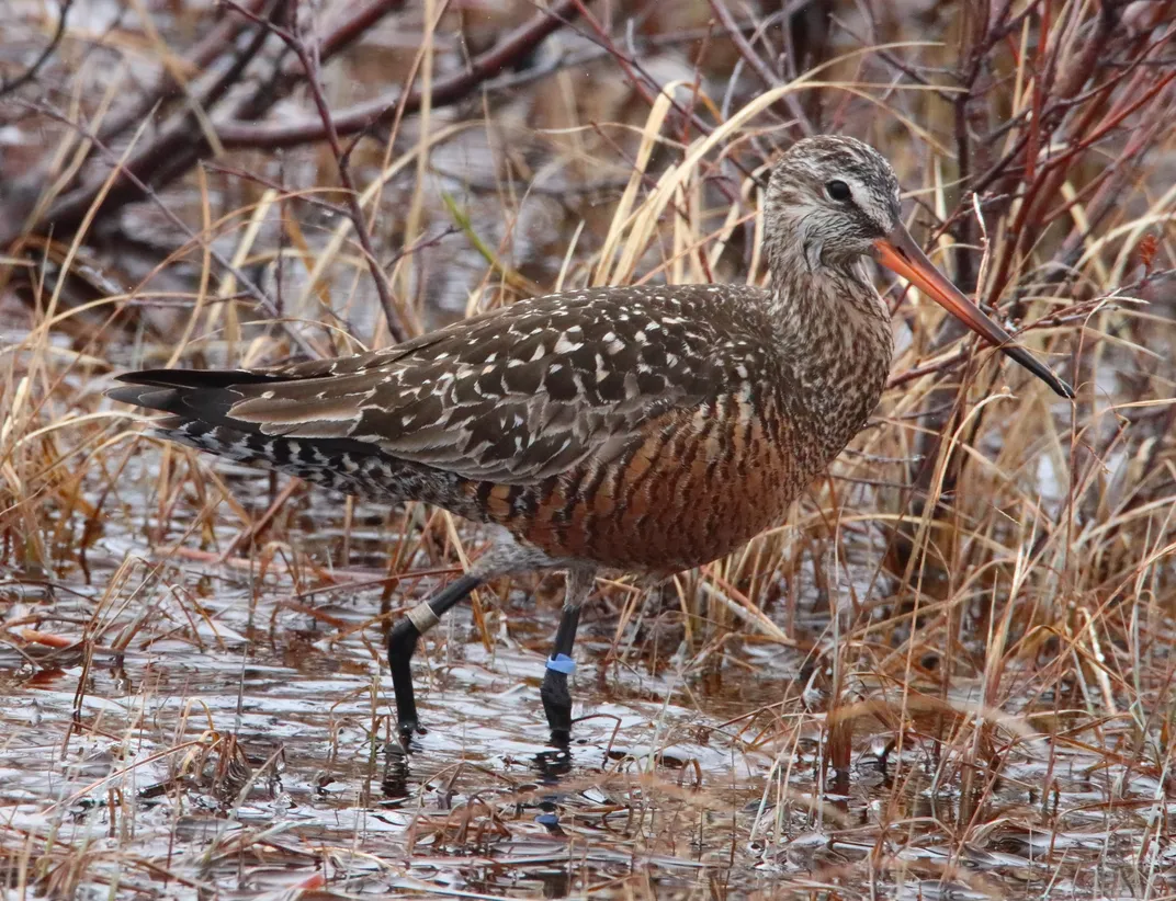 Hudsonian godwit with leg banding