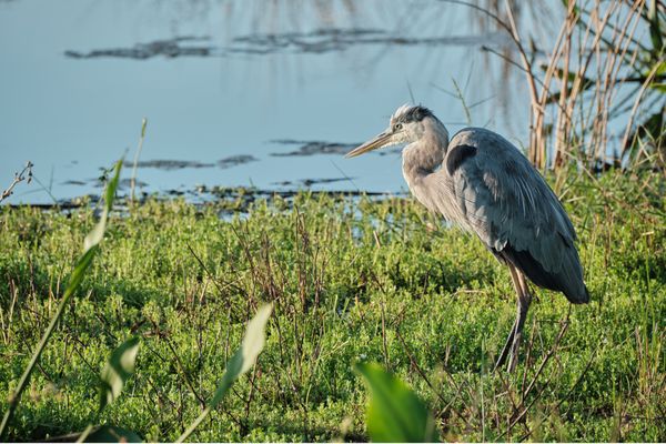 Great Blue Heron starting the day thumbnail