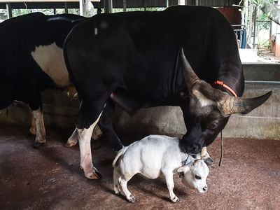 A dwarf cow named Rani stands next to a more normal sized cow on a farm in Bangladesh. 