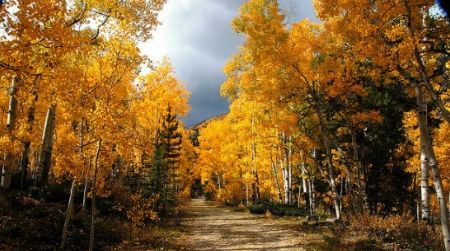 Aspen trees in Colorado
