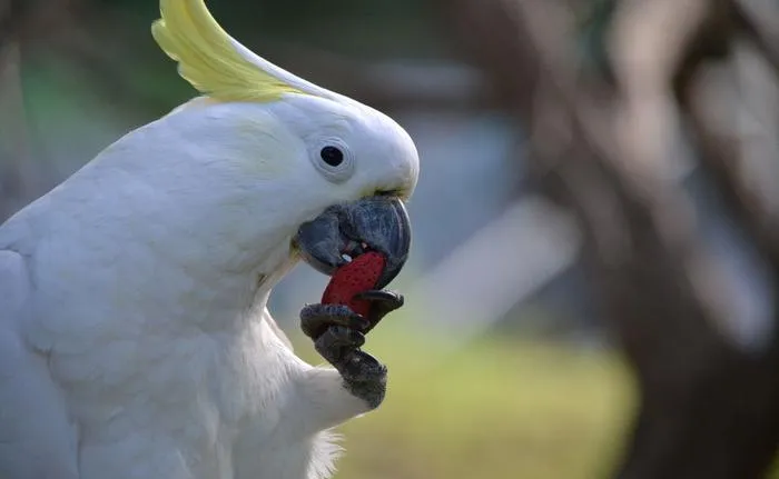 a sulphur-crested cockatoo eating an almond