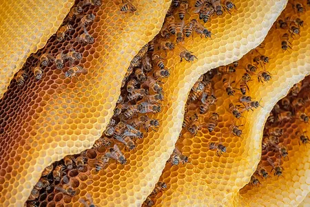Not just food: Plant chemicals within nectar yield honey that packs a pharmaceutical punch and helps keep bees healthy.