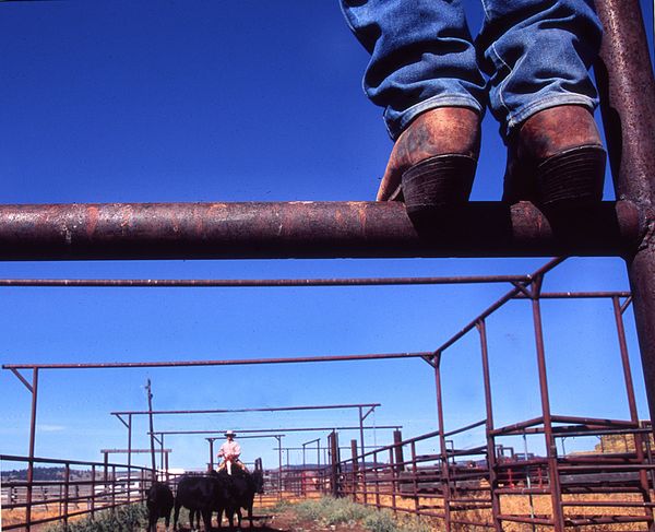 Cowboy waits at the pen for the cattle to be driven through the gate, thumbnail