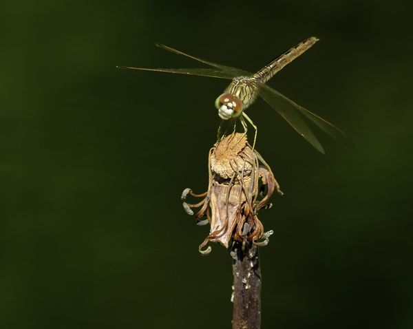 Dragonfly posing on dead Lotus Flower stem thumbnail