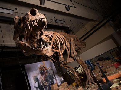 Scotty’s skeleton is scheduled to go on view at the Royal Saskatchewan Museum in May 2019