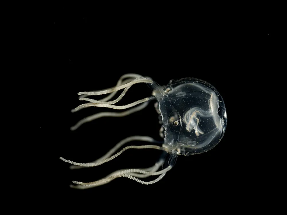 Translucent jellyfish against black backdrop