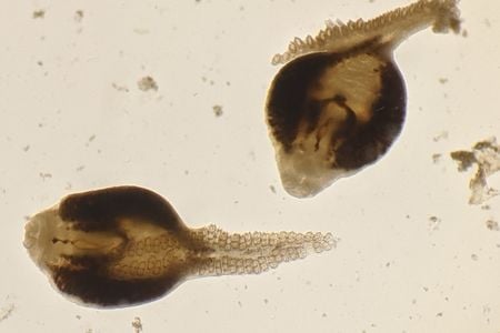 Monogenean worms&nbsp;dissected from the gills of a preserved copper rockfish from the University of Washington Fish Collection at the Burke Museum