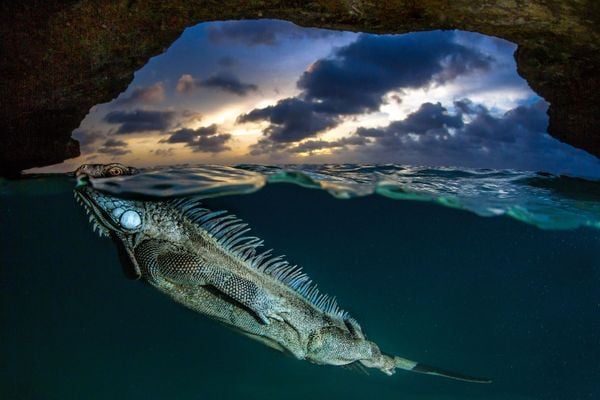 An Unexpected Underwater Encounter With a Green Iguana thumbnail