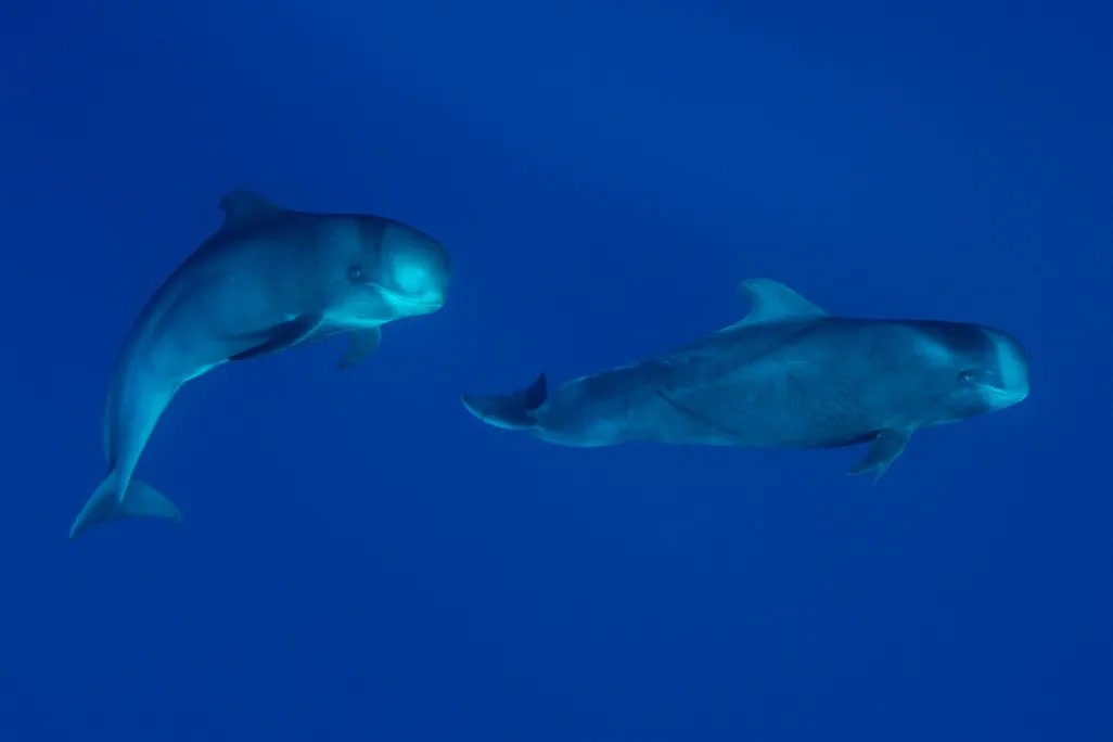 Sperm Whales