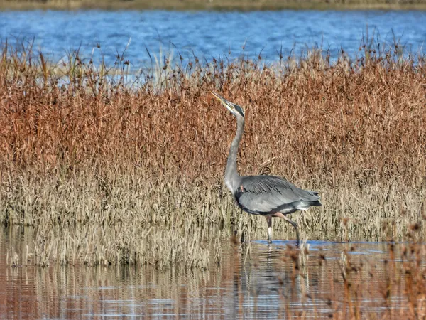 A Great Blue Heron Walks Carefully thumbnail
