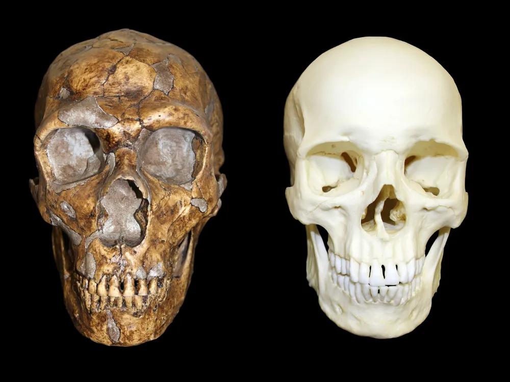 Neanderthal DNA