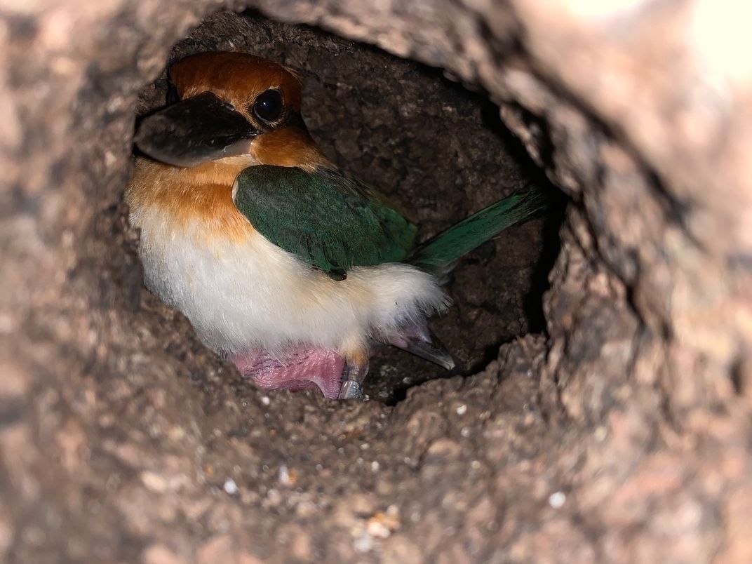 An adult female Guam kingfisher with colorful feathers and a large beak incubates her newly hatched chick inside the a small nest cavity excavated in a cork nesting box.