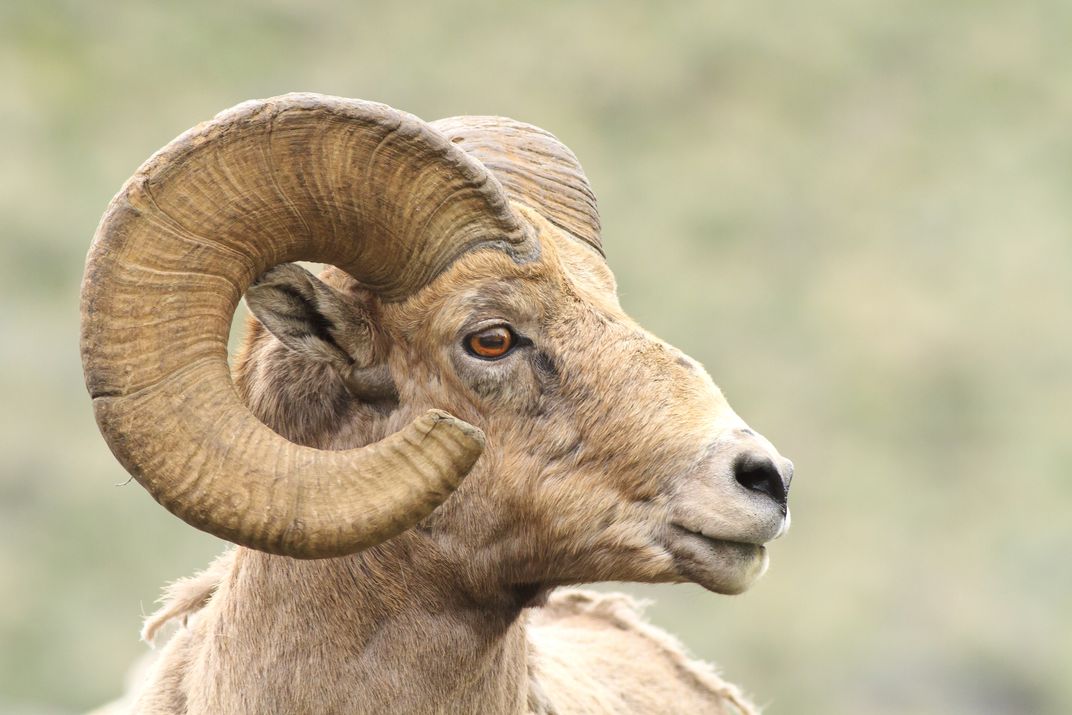 A male bighorn sheep profile with large curling horns