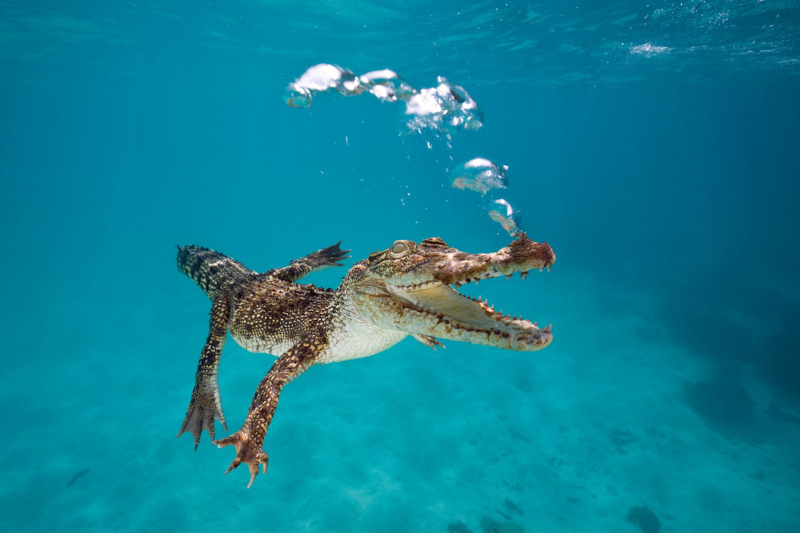 The Crocodile Hunter's Family Shares His Controversial Approach to Studying  the Crocs, Science