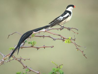 A pin-tailed whydah in Africa