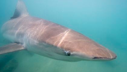 Why Do Sharks Go Into Feeding Frenzies? A Case Study of a Recent, Unusual Attack on a Human Looks for Answers