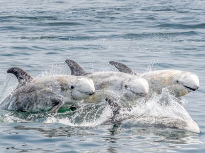 Weighing up to 1,100 pounds, Risso&#39;s dolphins live throughout the world&#39;s temperate and tropical oceans.