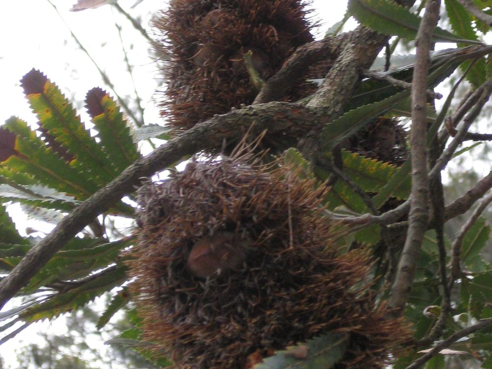 20110520104031banksia-before.jpg