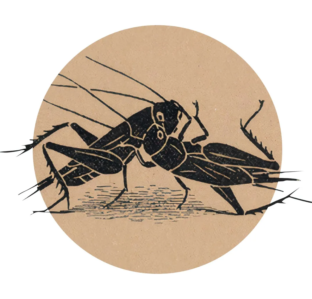 illustration of crickets fighting