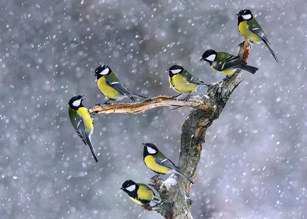 Great tits, Poland