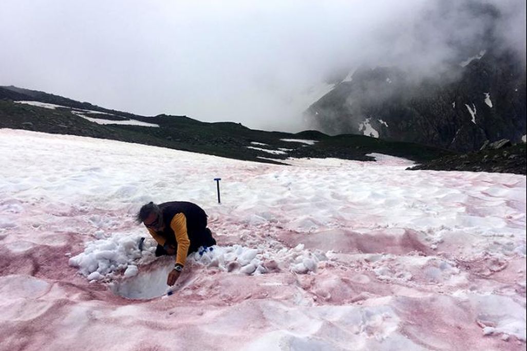 A photo of a scientists taking a sample of pink colored snow to later analyze