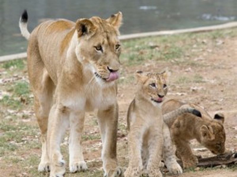 Lion Cub Names Revealed!