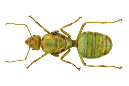 A queen Oecophylla smaragdina ant