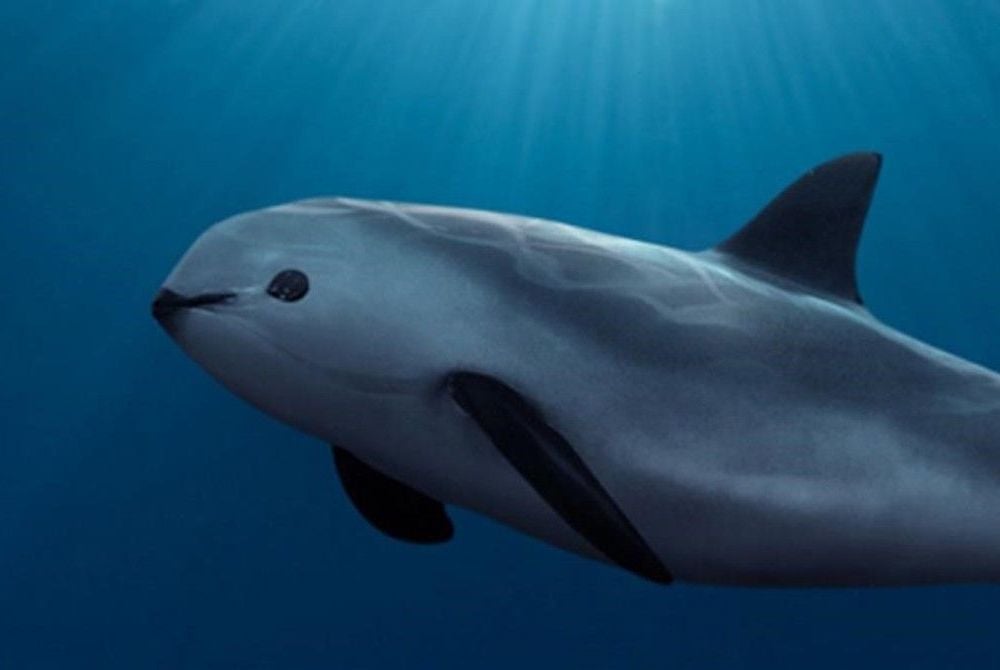 An image of a vaquita porpoise underwater.
