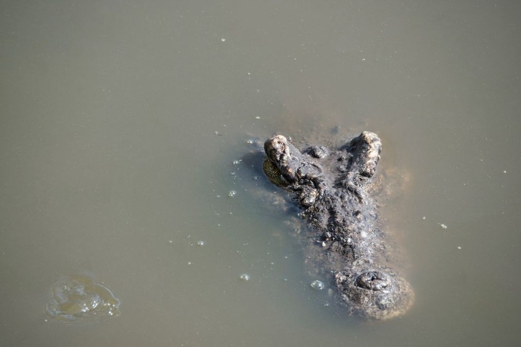 Cuban crocodiles