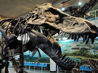 A Tyrannosaurus Rex head on display in Beijing. The country's fossil boom has resulted in a bevy of options for tourists seeking pterosaurs, feathered dinosaurs and early bird specimens.