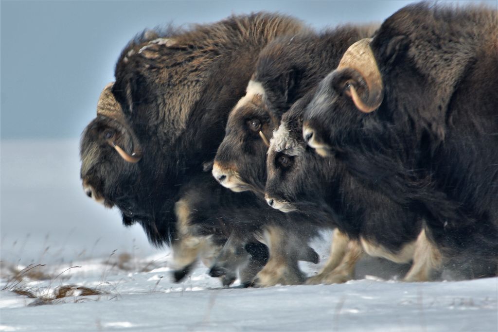 herd running