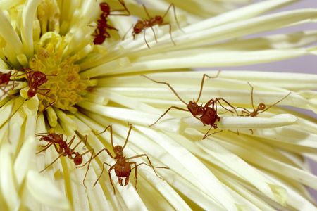 Leafcutter ants can be found across Central and South America. They build gigantic, subterranean nests with complex societies. (Chip Clark, Smithsonian)