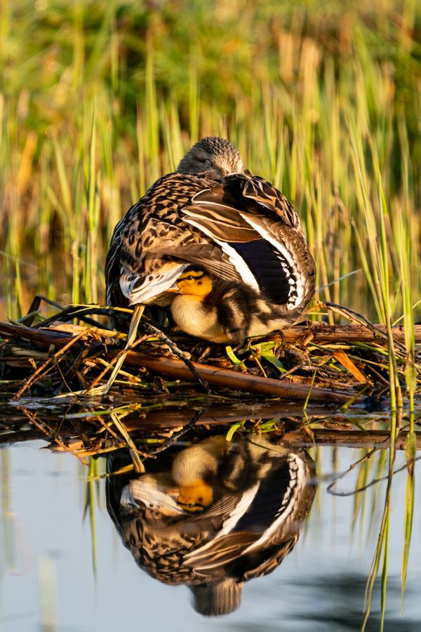 Duckling snuggles under its mother's wing thumbnail