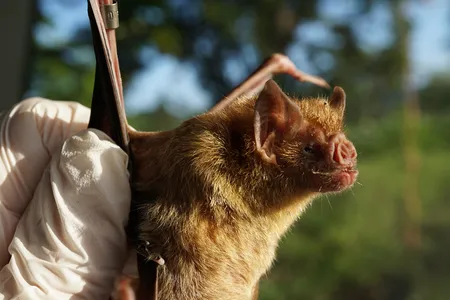 A researcher holds a banded vampire bat.