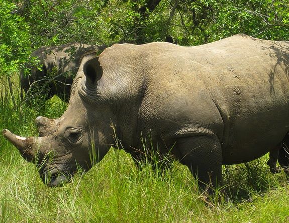 Game Wardens Helped Poachers Kill the Last of Mozambique's Rhinos | Smart  News| Smithsonian Magazine