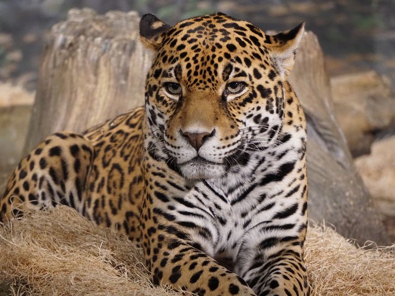 Spotted Jaguar Milwaukee Zoo Smithsonian Photo Contest Smithsonian