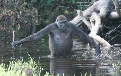 A gorilla in the Congo wading in a swamp