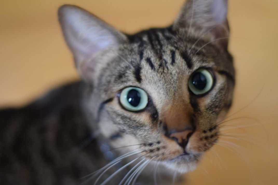 A pondering cat | Smithsonian Photo Contest | Smithsonian Magazine
